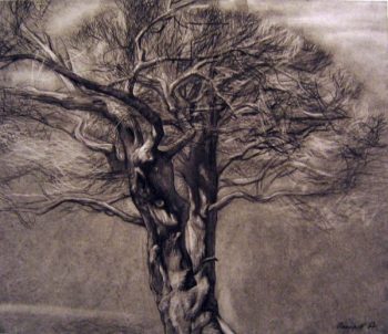 старое дерево, художник, рисунок, графика
